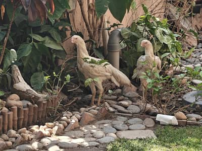 parrot beak long tail females