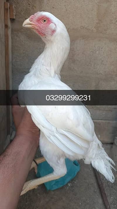 high quality heera female