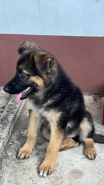 German shepherd | Puppy | GSD | Dog for sale | WhatsApp 03278122582