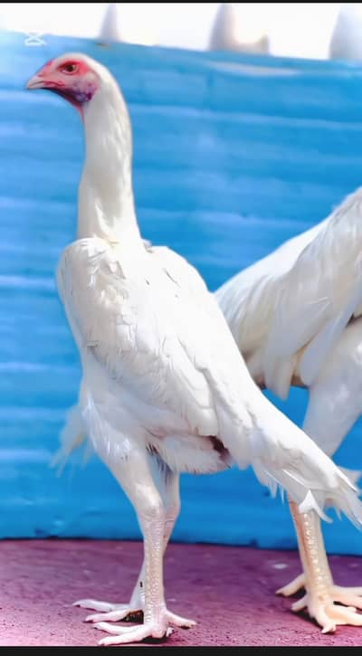 White German Shamoo full helde and actev