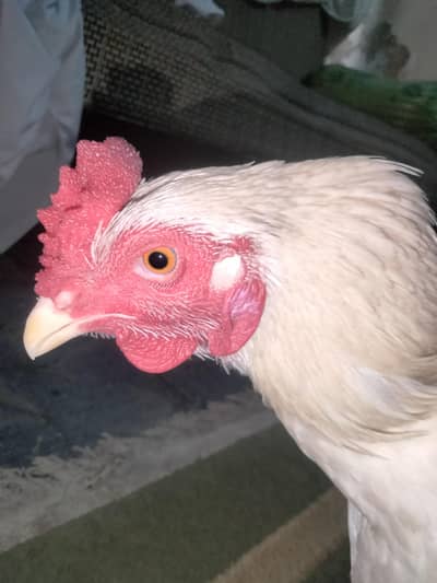 white heera aseel murga