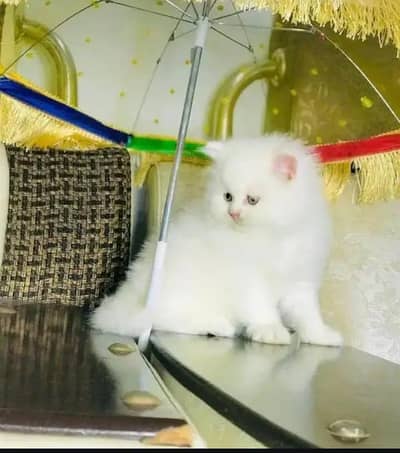 Persian female kitten for sale My WhatsApp number 03-29-26-68-929
