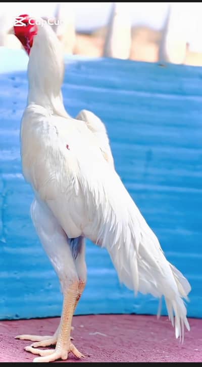 SHAMOO WITH JARMAN  030045/90211