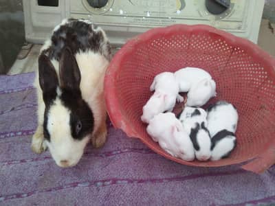 Rabbit male and females with Babies for sale. 700 rabbit bahawalpur