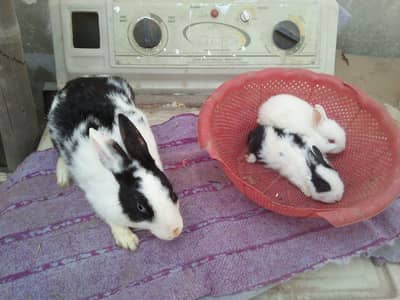 Rabbit male and females with Babies for sale. 1200 rabbit bahawalpur