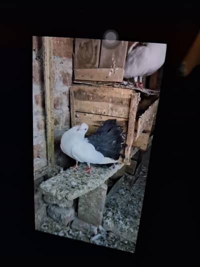 fantail breeder pair