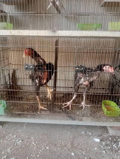 aseel pathy for sale male