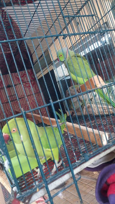 urgent sale serious buyer contact 0349 5684799 wapp