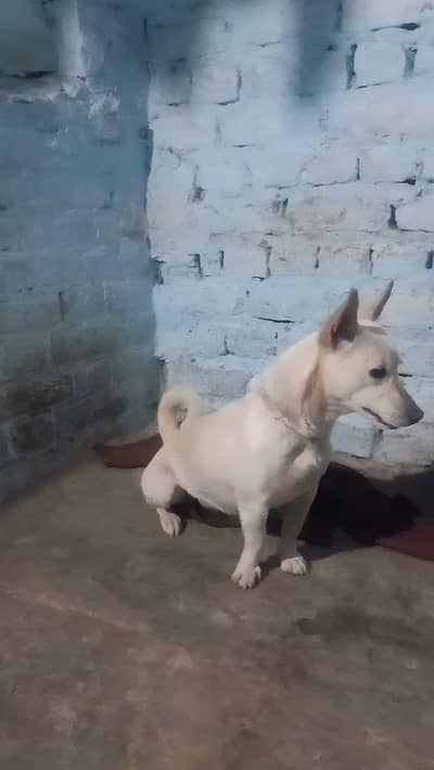 Healthy and Active Zero size pisti female