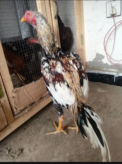 1 Aseel murga / 2 aseel murgi for sale / price my discount ho jay ga