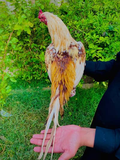 white noke nali mian wali  full breeder pair