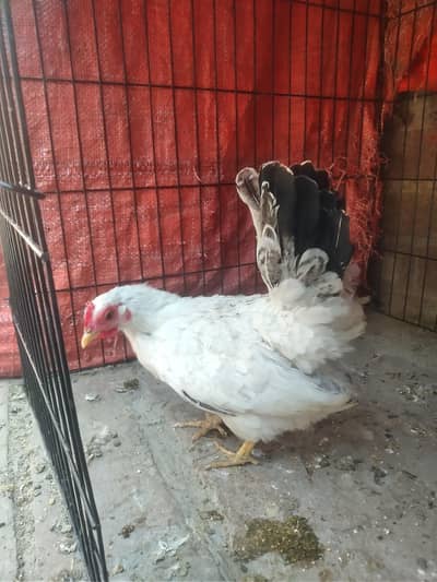 Japanese bantam fancy hen