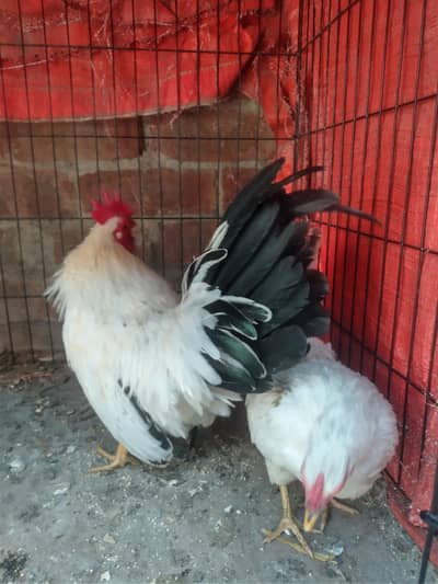 Japanese bantam fancy hen