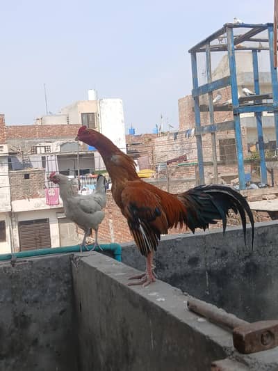 1 murga h or do murgiyan 03291872040