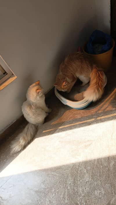 free addoption only faimlies