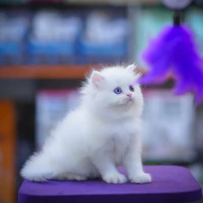 persian punch face triple coated kittens CASH ON DELIVERY