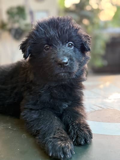German shepherd long coat puppies