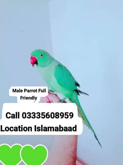 Hand Tamed Full Friendly Green Ring Neck Male Parrot Jumbo Size