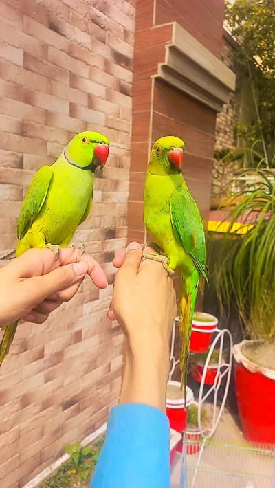 parrot pair
