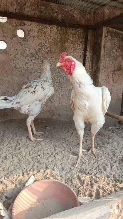 both acha pair hai Madi egg laying kr ri hai