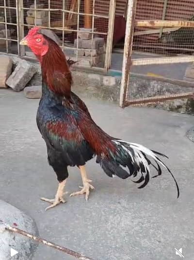 Bhot Ancha asel hai line wala rabta Karin exchange be Hu skta hai