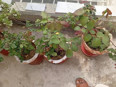 گملے اور پودے پر سیل