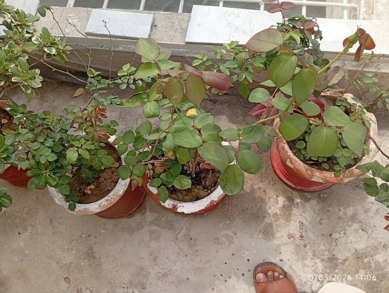 گملے اور پودے پر سیل 0