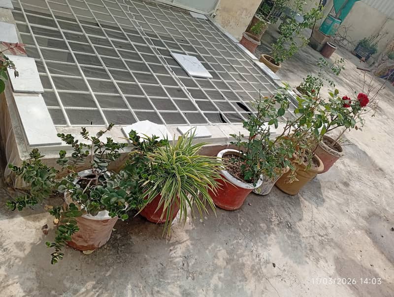 گملے اور پودے پر سیل 3