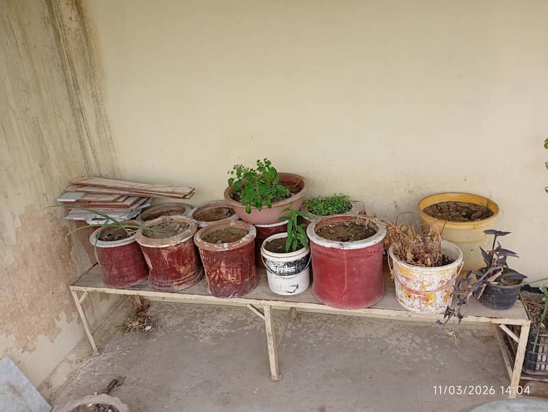 گملے اور پودے پر سیل 4