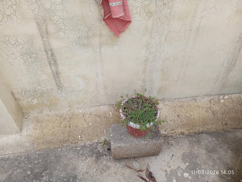 گملے اور پودے پر سیل 5