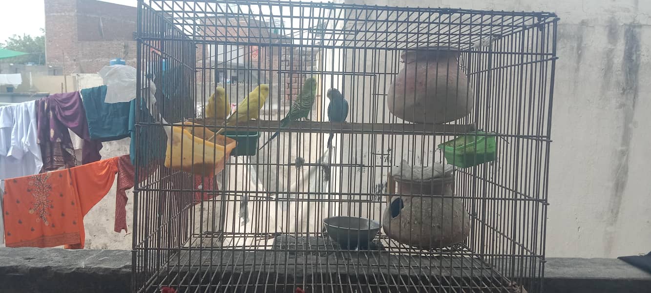 parrots with cage 0