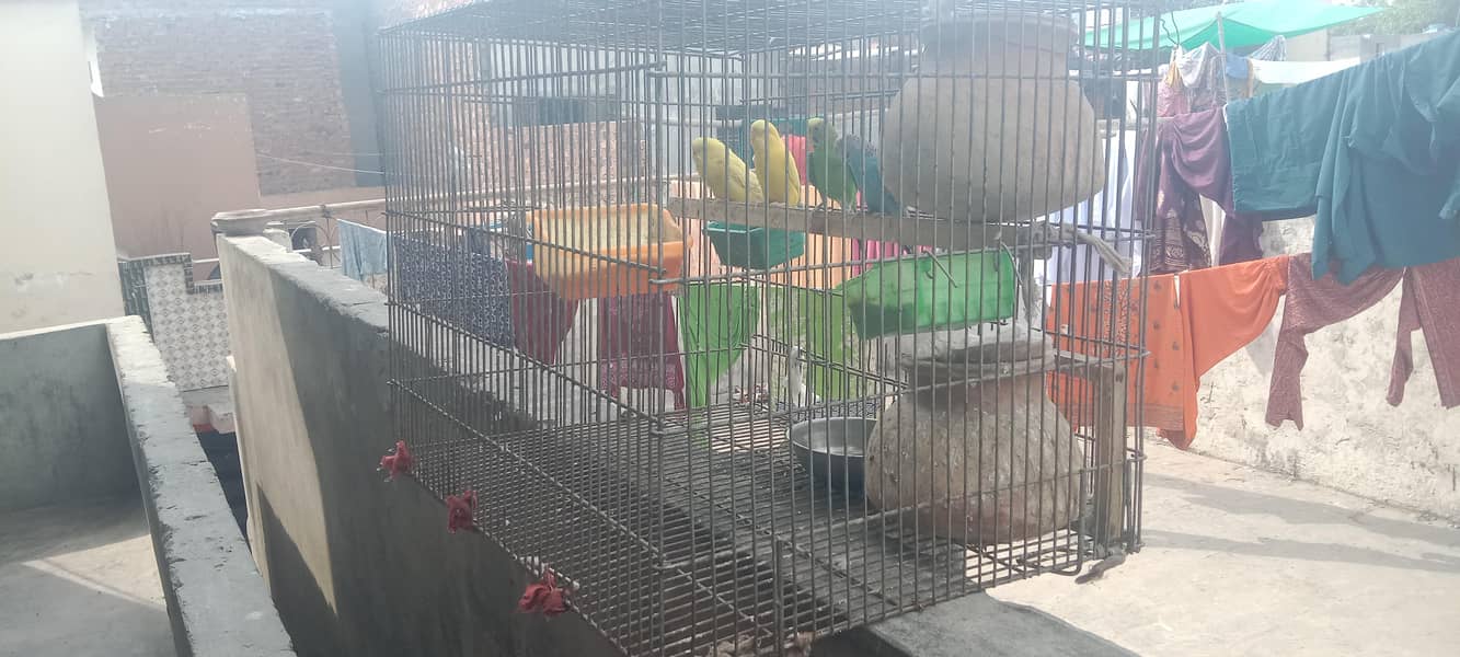 parrots with cage 1