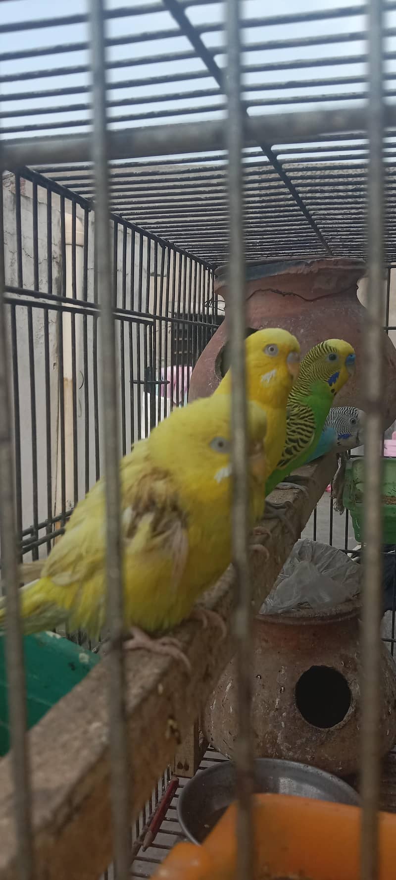 parrots with cage 2