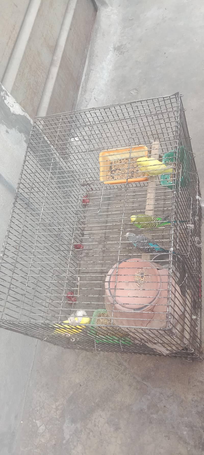 parrots with cage 4