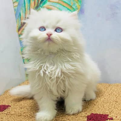 Persian triple coated punch face kitten available for sale