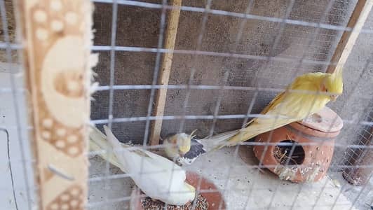 cocktail parrot and love birds pair