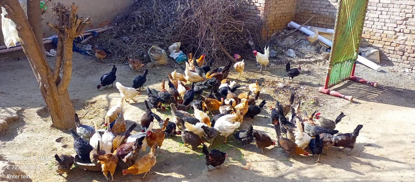 ایک دم فریش گولڈن مصری مرغی 0