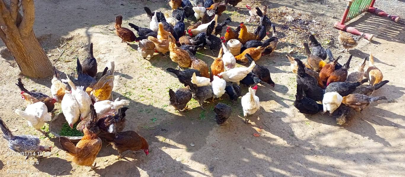 ایک دم فریش گولڈن مصری مرغی 1