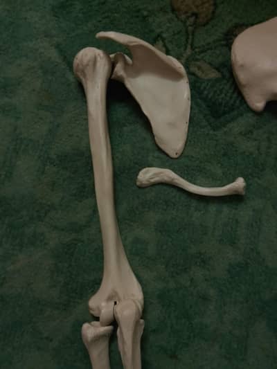 UPPER LIMB AND LOWER LIMB HALF SET with clavicle