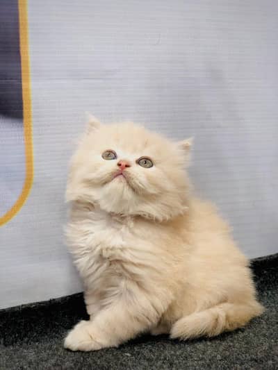 Persian triple coated punch face kitten available for sale