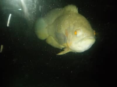 albino Oscar 10 inch plus