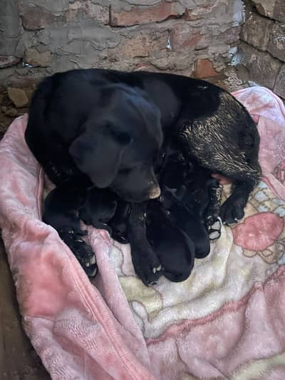 Black Labra | Puppies | labrador | Dog | Labra Puppy | Labra