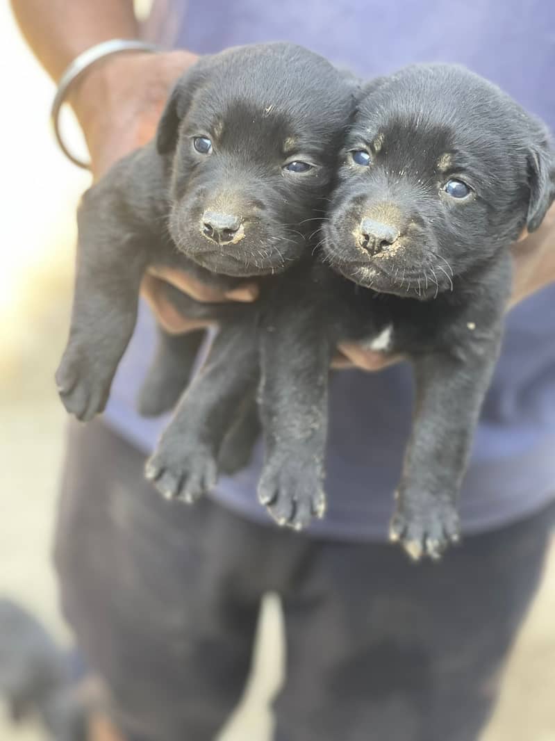 Black Labra | Puppies | labrador | Dog | Labra Puppy | Labra - Dogs ...
