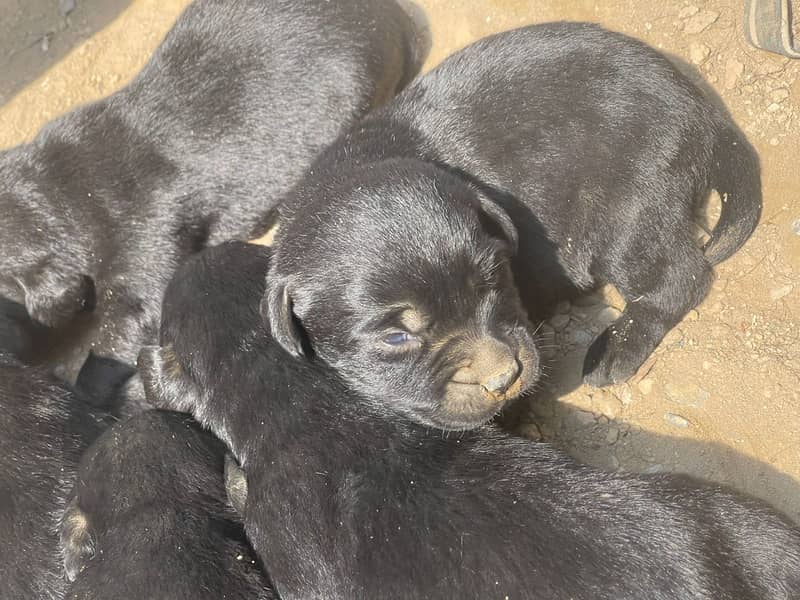 Black Labra | Puppies | labrador | Dog | Labra Puppy | Labra - Dogs ...