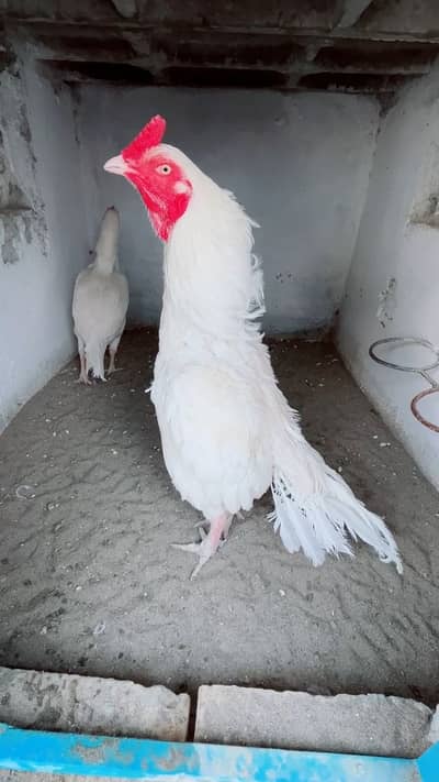 PURA HEERA ASEEL PAIR PAPER WHITE WHATSAPP NUMBER 03190517966