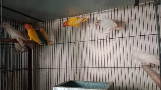 love birds java birds and paid Dave  brider pigeons