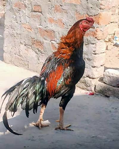 aseel pair for sale my wtsap nmbr 03084205206