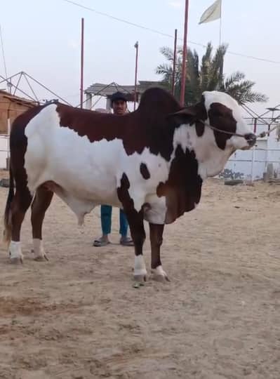 Bulls available for sale