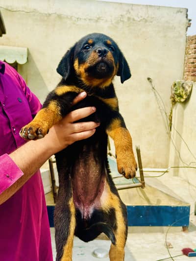 Pure Rottweiler Female Puppy–43 Days–Heavy Bone–Dewormed & vaccinated
