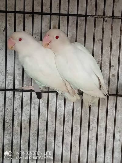 albino redeyes 3breder pairs